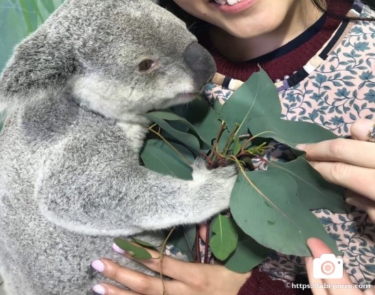 コアラを抱っこできるコフヌコアラパークで動物と触れ合おう 旅上手